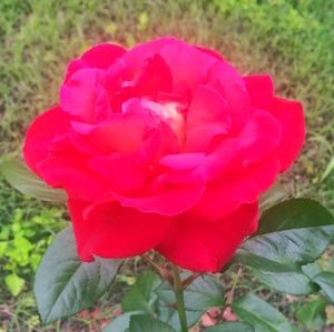 Meet your Posher, Brenda